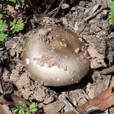 Amanita sp. (Amanita sp.) at Dryandra St Woodland - 13 Feb 2021 by ConBoekel