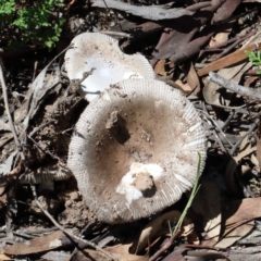 Amanita sp. at O'Connor, ACT - 13 Feb 2021