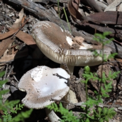 Amanita sp. at O'Connor, ACT - 13 Feb 2021 02:07 PM