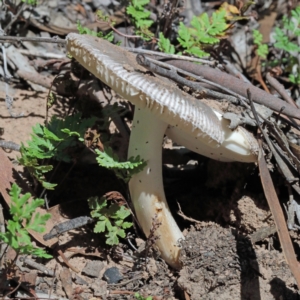 Amanita sp. at O'Connor, ACT - 13 Feb 2021