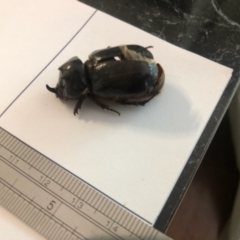Dasygnathus trituberculatus (Rhinoceros beetle) at Spence, ACT - 15 Feb 2021 by Watermilli