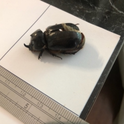 Dasygnathus sp. (Rhinoceros beetle) at Spence, ACT - 15 Feb 2021 by Watermilli