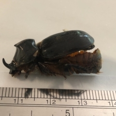 Dasygnathus trituberculatus at Spence, ACT - 15 Feb 2021