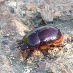 Dasygnathus trituberculatus (Rhinoceros beetle) at Fyshwick, ACT - 14 Feb 2021 by SandraH