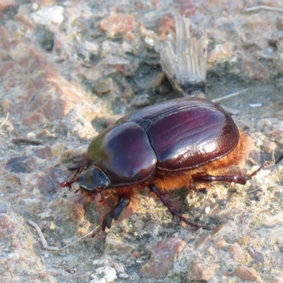 Dasygnathus sp. (Rhinoceros beetle) at Fyshwick, ACT - 14 Feb 2021 by SandraH