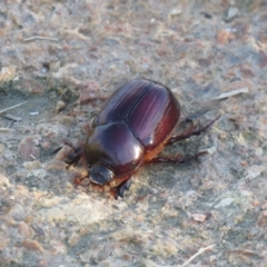 Dasygnathus sp. (genus) at Fyshwick, ACT - 15 Feb 2021