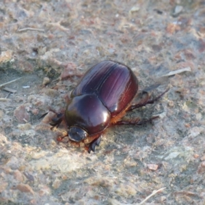 Dasygnathus sp. (genus) at Fyshwick, ACT - 15 Feb 2021 07:46 AM