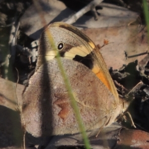 Heteronympha merope at Bungendore, NSW - 5 Jan 2021