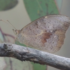 Heteronympha merope at Bungendore, NSW - 5 Jan 2021