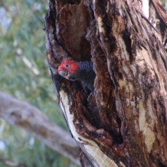 Callocephalon fimbriatum (Gang-gang Cockatoo) at GG139 - 14 Feb 2021 by LisaH