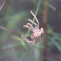 Sparassidae (family) (A Huntsman Spider) at Red Hill Nature Reserve - 14 Feb 2021 by LisaH