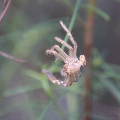 Sparassidae (family) (A Huntsman Spider) at Hughes, ACT - 14 Feb 2021 by LisaH