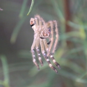 Sparassidae (family) at Hughes, ACT - 15 Feb 2021