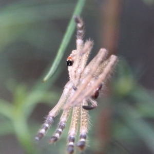 Sparassidae (family) at Hughes, ACT - 15 Feb 2021