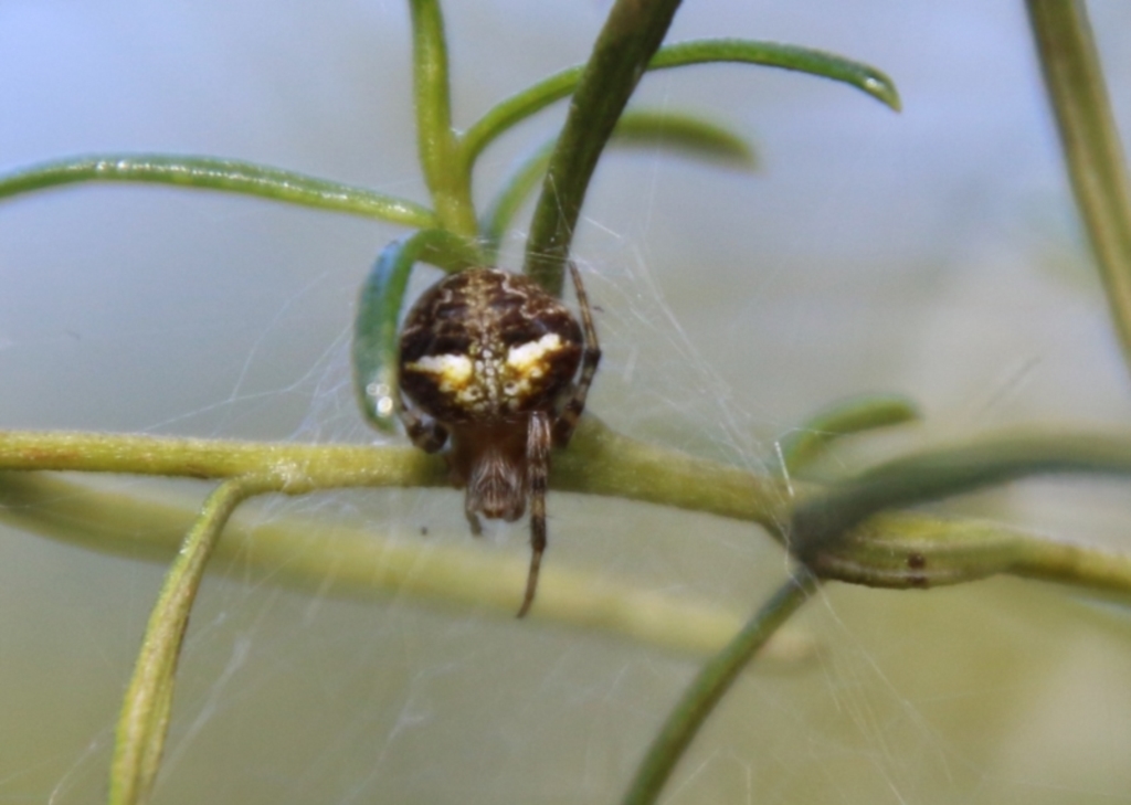 Araneus albotriangulus at Deakin, ACT - 15 Feb 2021
