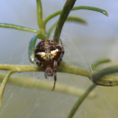 Araneus albotriangulus (White-triangle orb weaver) at Red Hill Nature Reserve - 14 Feb 2021 by LisaH