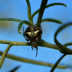 Araneus albotriangulus at Deakin, ACT - 15 Feb 2021