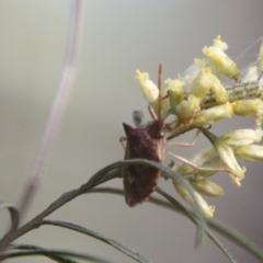 Oechalia schellenbergii (Spined Predatory Shield Bug) at Hughes, ACT - 14 Feb 2021 by LisaH