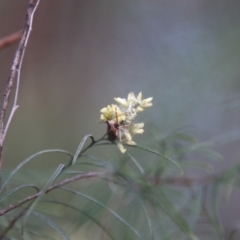 Oechalia schellenbergii at Hughes, ACT - 15 Feb 2021 09:41 AM