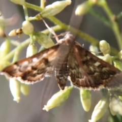 Nacoleia rhoeoalis (Spilomelinae) at Red Hill Nature Reserve - 14 Feb 2021 by LisaH