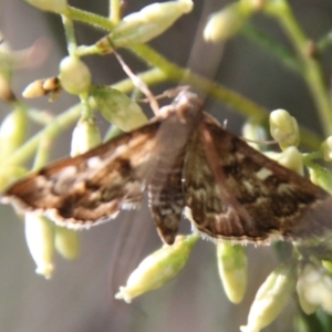 Nacoleia rhoeoalis at Hughes, ACT - 15 Feb 2021