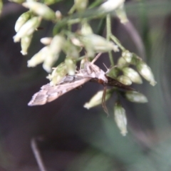 Nacoleia rhoeoalis at Hughes, ACT - 15 Feb 2021