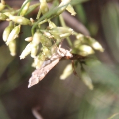 Nacoleia rhoeoalis at Hughes, ACT - 15 Feb 2021