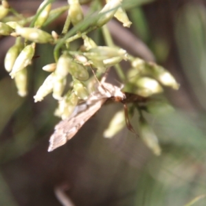 Nacoleia rhoeoalis at Hughes, ACT - 15 Feb 2021 09:34 AM