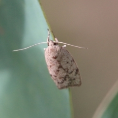 Heliocausta undescribed species (A concealer moth) at Red Hill Nature Reserve - 14 Feb 2021 by LisaH
