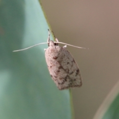 Heliocausta undescribed species (A Concealer moth (Wingia group)) at Hughes, ACT - 15 Feb 2021 by LisaH