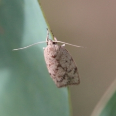 Heliocausta undescribed species (A concealer moth) at Hughes, ACT - 15 Feb 2021 by LisaH