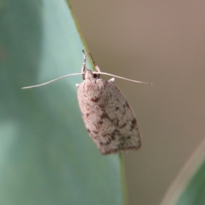 Heliocausta undescribed species (A concealer moth) at Hughes, ACT - 14 Feb 2021 by LisaH