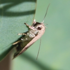 Heliocausta undescribed species at Hughes, ACT - 15 Feb 2021