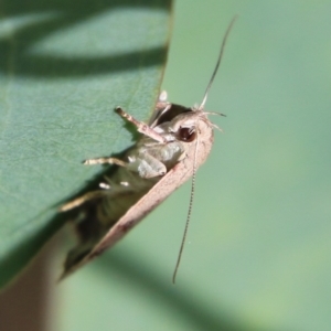 Heliocausta undescribed species at Hughes, ACT - 15 Feb 2021