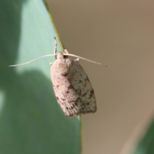 Heliocausta undescribed species at Hughes, ACT - 15 Feb 2021