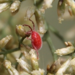 Acari (informal subclass) (Unidentified mite) at Deakin, ACT - 15 Feb 2021 by LisaH