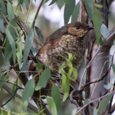 Ptilonorhynchus violaceus (Satin Bowerbird) at Hughes, ACT - 15 Feb 2021 by LisaH