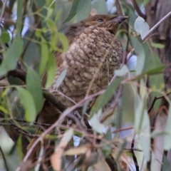 Ptilonorhynchus violaceus at Hughes, ACT - 15 Feb 2021