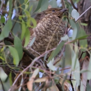 Ptilonorhynchus violaceus at Hughes, ACT - 15 Feb 2021