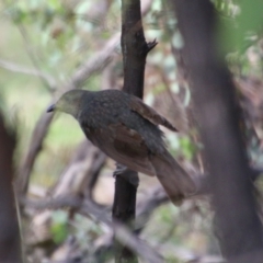 Ptilonorhynchus violaceus at Hughes, ACT - 15 Feb 2021