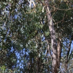 Ptilonorhynchus violaceus at Hughes, ACT - 15 Feb 2021