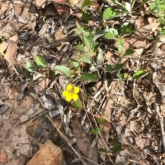 Goodenia hederacea subsp. hederacea (Ivy Goodenia, Forest Goodenia) at Bruce, ACT - 14 Feb 2021 by goyenjudy