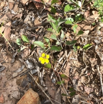 Goodenia hederacea subsp. hederacea (Ivy Goodenia, Forest Goodenia) at Bruce, ACT - 15 Feb 2021 by goyenjudy