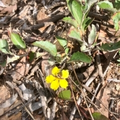 Goodenia hederacea subsp. hederacea at Bruce, ACT - 15 Feb 2021 10:05 AM