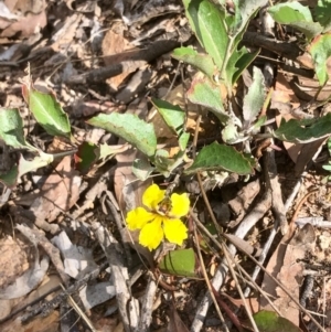 Goodenia hederacea subsp. hederacea at Bruce, ACT - 15 Feb 2021 10:05 AM