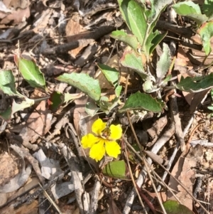 Goodenia hederacea subsp. hederacea at Bruce, ACT - 15 Feb 2021