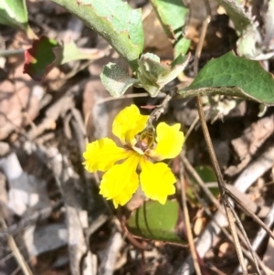 Goodenia hederacea subsp. hederacea at Bruce, ACT - 15 Feb 2021 10:05 AM