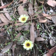 Tolpis barbata (Yellow Hawkweed) at Bruce Ridge to Gossan Hill - 14 Feb 2021 by goyenjudy