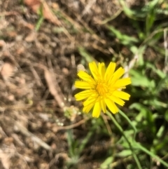 Hypochaeris glabra at Gossan Hill - 14 Feb 2021 by goyenjudy