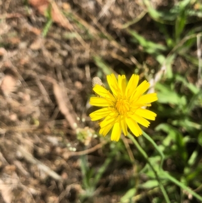 Hypochaeris glabra at Gossan Hill - 14 Feb 2021 by goyenjudy